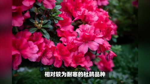杜鹃如何养殖,从土壤到养护的全方位指南