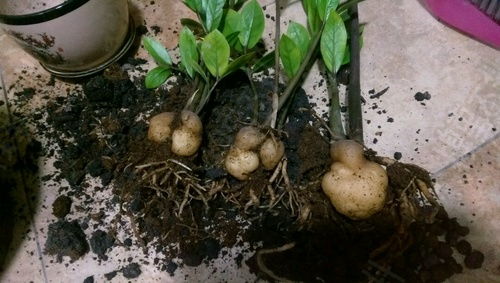 金钱树多久换土,多久一次,让绿植焕发生机