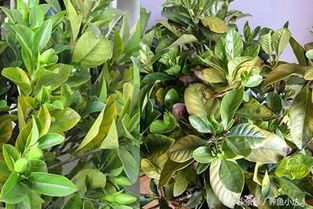 桅子花黄叶怎么办,桅子花黄叶问题解析与解决攻略