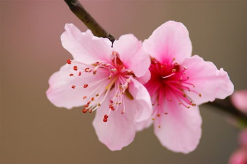 什么样的桃花,浪漫邂逅的梦幻之旅