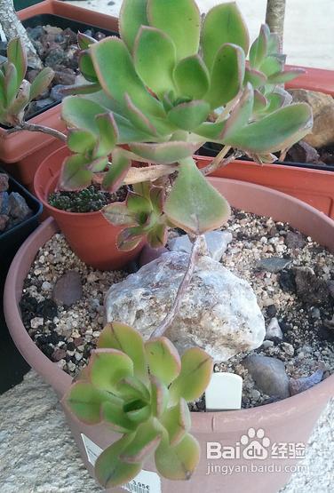 多肉莲花掌类都有哪些,品种繁多的多肉植物概览