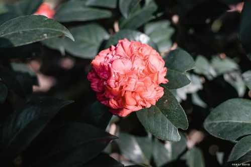 白色茶花如何种植,培育洁白之花的实用指南