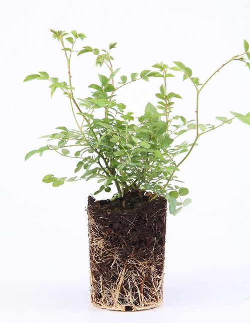新的花苗如何种植,从选苗到成花的全程指导