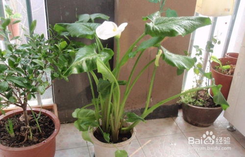 怎么养殖马蹄莲,从种植到养护的全方位指导