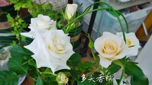 月季可以不用鱼图吗怎么养,不挑食,但讲究方法