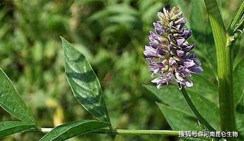 金钱树叶发黄用什么药,一招解决,恢复生机!