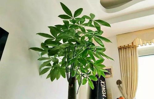 发财树如何控制高度,发财树高度控制技巧解析