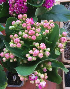 长寿花花期可施什么肥