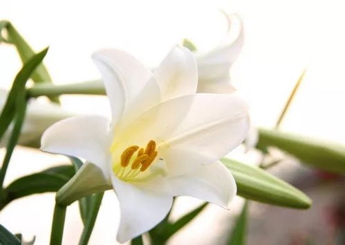 百合花怎么种植方法,从选种到养护的实用指南