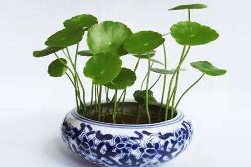 唐乃馨盆栽植物带花苞怎么养,绽放美丽花季的秘密