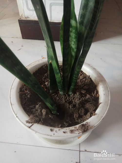虎皮兰太长怎么修剪