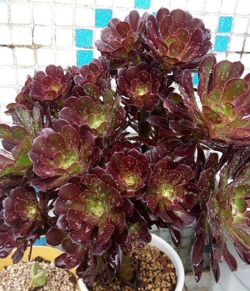 黑法师养多少时间开花,揭秘植物成长周期