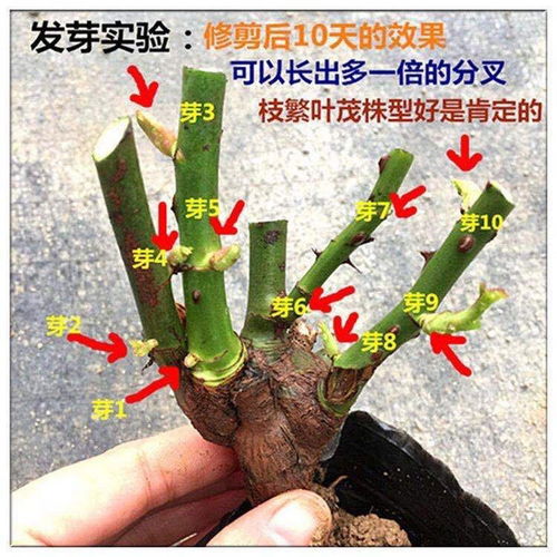 养玫瑰花用什么工具,打造美丽花园的秘密武器