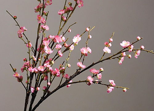 梅花属于什么植物,蔷薇科李属梅亚属的观赏植物概述