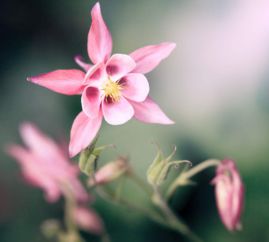 耧斗菜播种后多久发芽,耧斗菜播种至发芽的成长历程