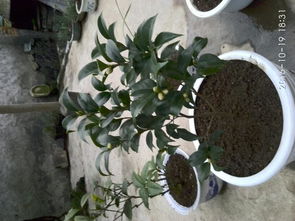 种植茶花能用什么肥料,助力茶花茁壮成长