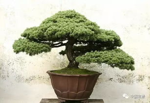 树木盆景有哪些派别,树木盆景艺术流派探析