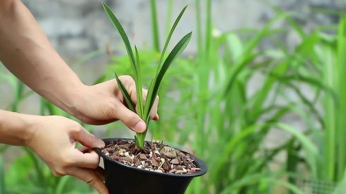 兰花防什么虫,守护花中仙子的健康