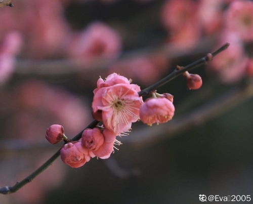 室内如何养好梅花,打造温馨梅香空间