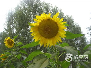 为什么太阳花不会结籽,揭秘太阳花不结籽的奇妙原因