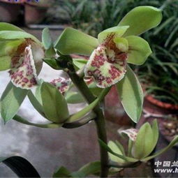 蕙兰水晶荷花语是什么,纯洁与高洁的象征