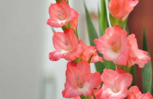 唐菖蒲的花语是什么,唐菖蒲的花语探寻