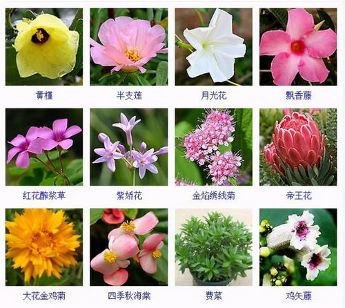 花卉类有哪些类型,分类繁多,美不胜收
