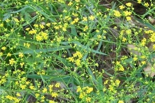 种子如何催芽,从选种到发芽的实用指南