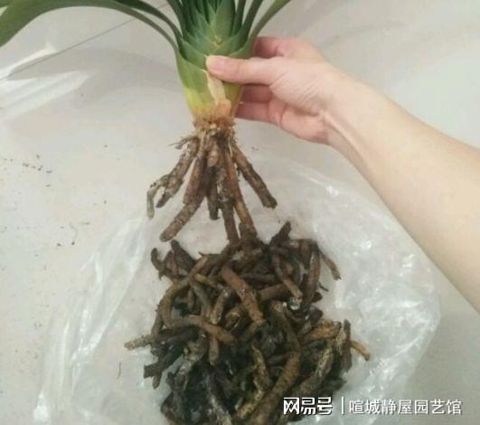 根黄了怎么办,根黄现象解析及应对策略