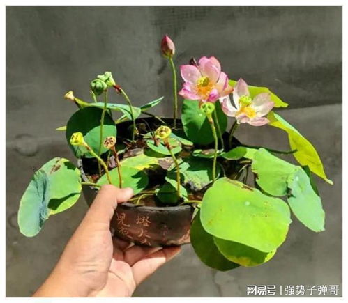 碗莲哪些品种,缤纷色彩，优雅绽放