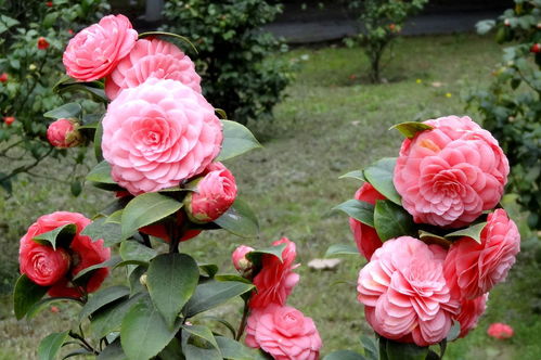 山茶花什么时候开花,山茶花开时节