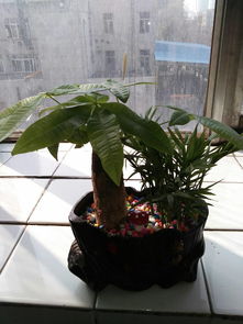 招财树要浇什么水,揭秘最适合浇灌的水质与技巧