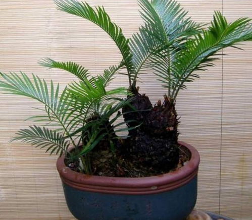 如何养铁树盆景,打造独特家居绿意