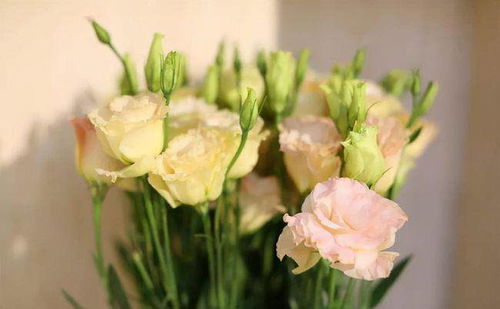 光线不好养什么花,室内光线不足？这些耐阴花卉帮你打造绿色角落