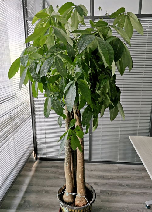 如何将发财树换盆,让发财树焕发新活力