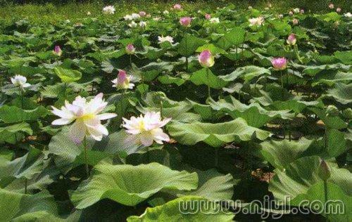 溥荷怎么繁殖,自然与人工培育的绿色奇迹