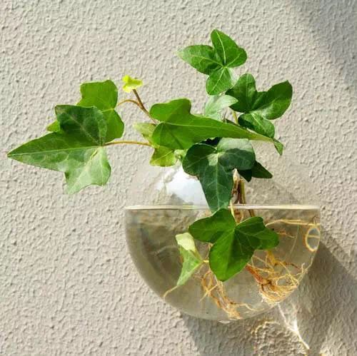 水培的植物有哪些,室内绿植新选择