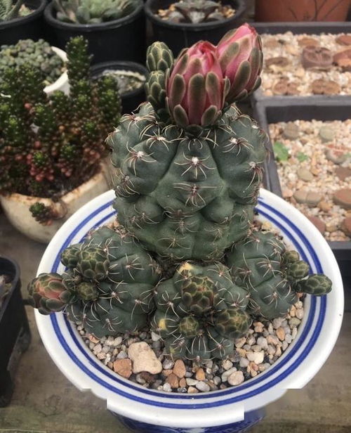 绯花玉仙人球怎么养,打造美丽多肉植物