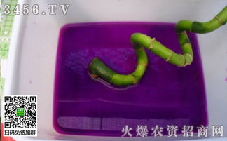 开运竹怎么修剪