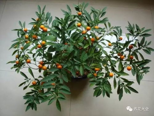 冬珊瑚果子多久会变红,冬珊瑚果子变红时间揭秘