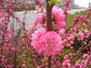 春天种什么花,春季花卉种植指南