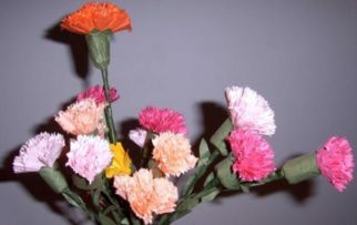 东北康乃馨俗称什么植物,东北康乃馨俗称银莲花