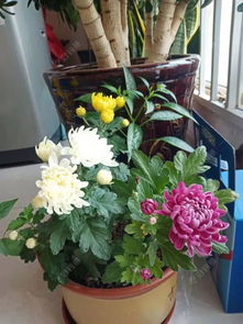 开菊花的东西是什么,探寻自然界的奇妙现象