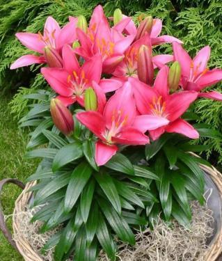 百合花开完花后植株如何处理,植株养护与再生攻略