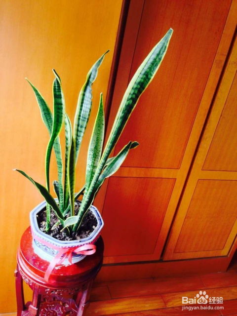 什么植物冬季养在卧室,打造温馨绿色空间