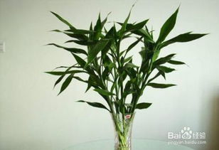 什么绿植是财运,揭秘提升财运的五大绿植选择