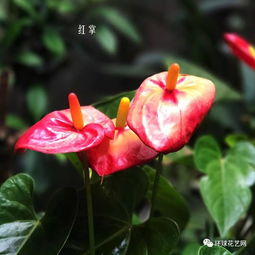 唐菖蒲属于什么花材,绽放于花坛的华丽舞者