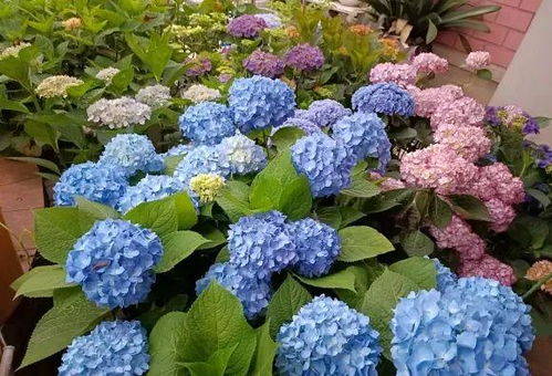 绣球怎么养活,让美丽花朵绽放四季