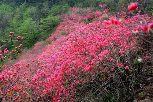 什么山红的花,大自然的瑰宝与传说