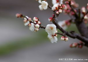 梅花养多少年,岁月沉淀的芬芳传奇